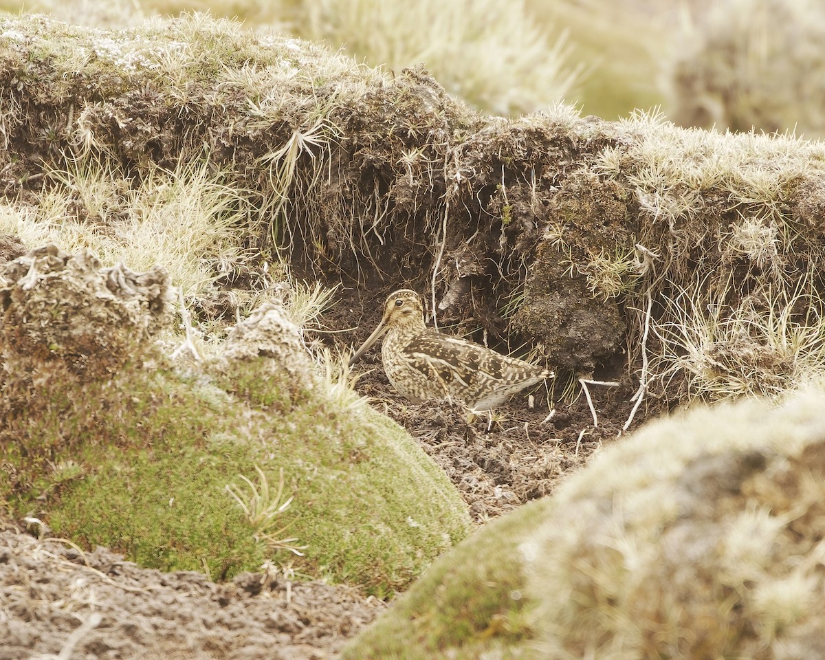 Puna Snipe - ML641585220