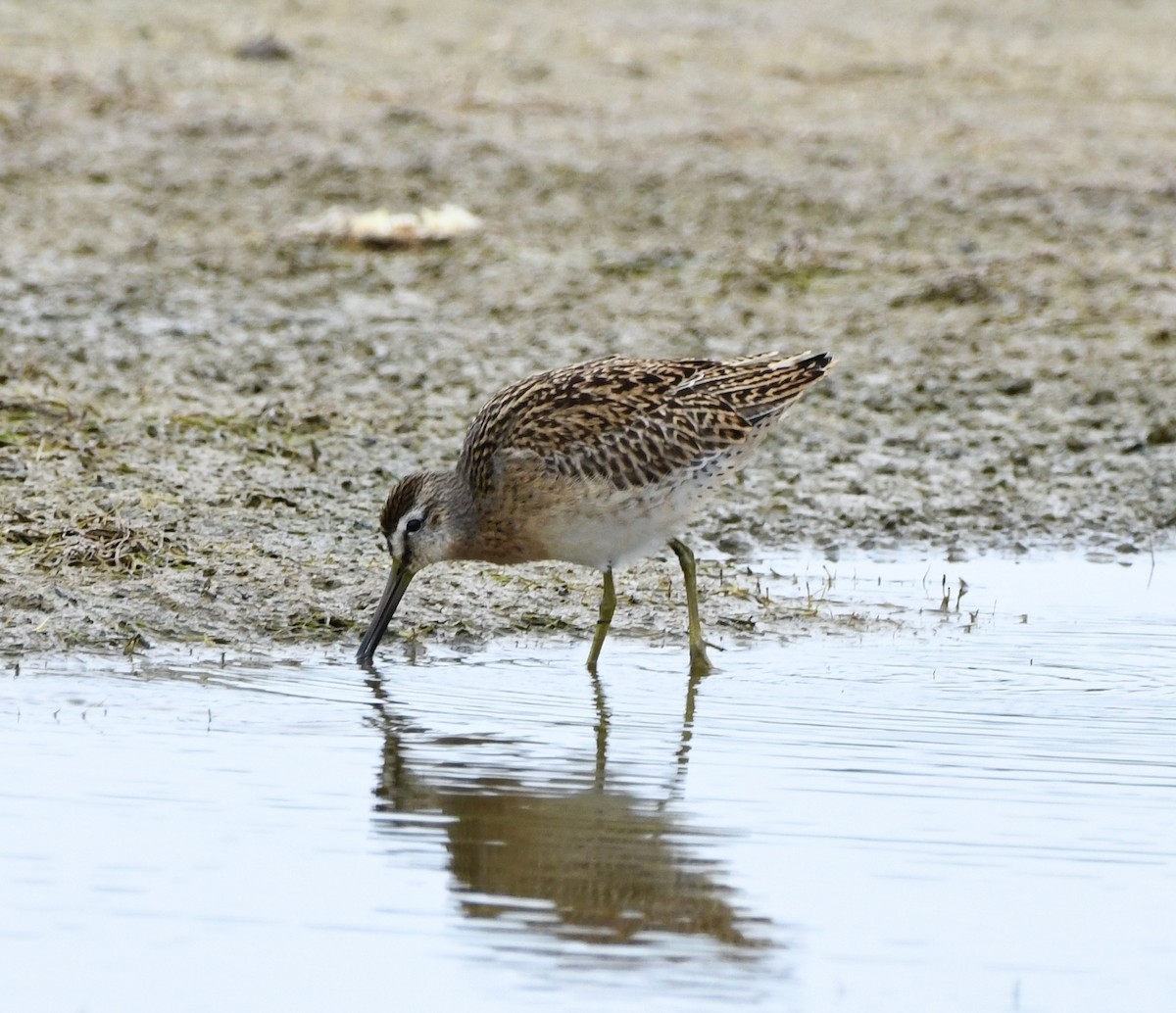 Short-billed Dowitcher - ML641585250
