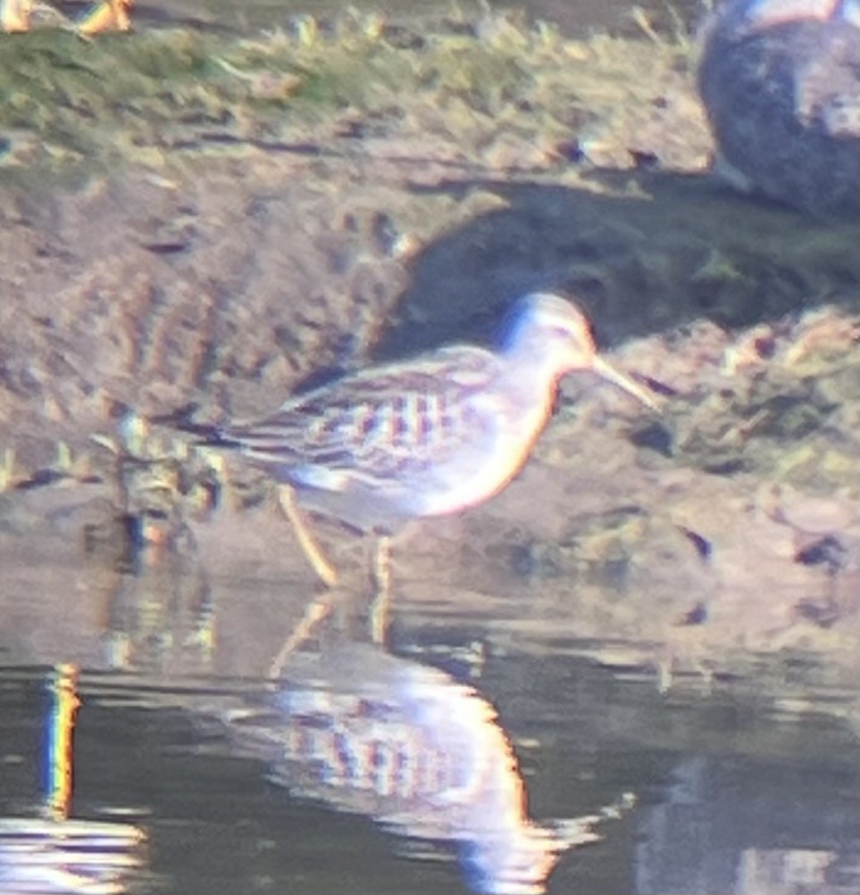 Stilt Sandpiper - ML641585255