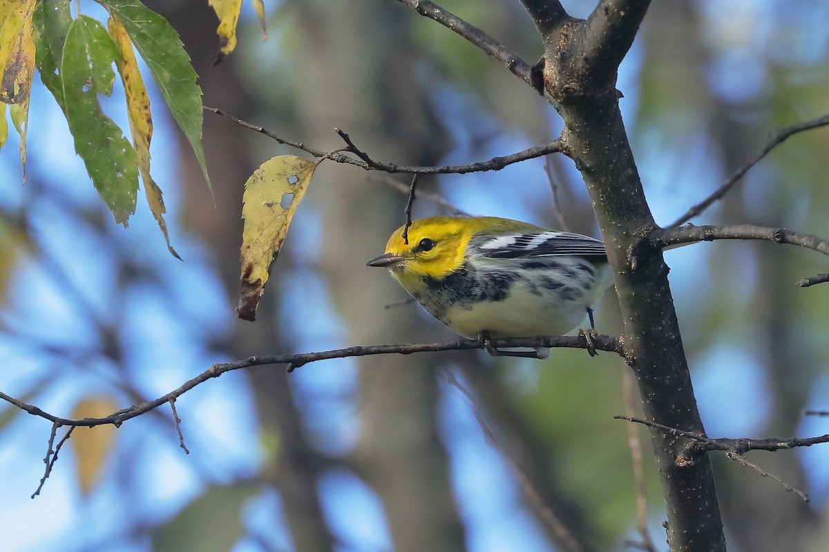 Black-throated Green Warbler - ML641585273
