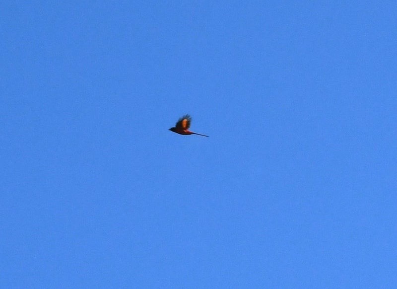 Long-tailed Minivet - ML641585282