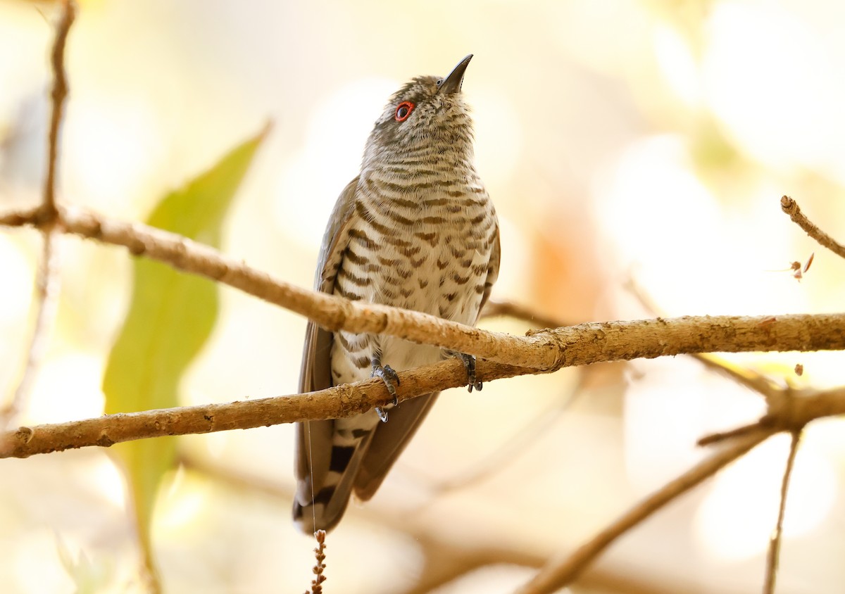 Little Bronze-Cuckoo (Little) - ML641585304