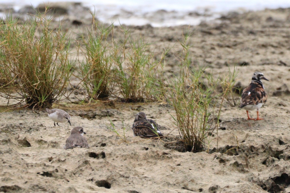 Red-necked Stint - ML641585323