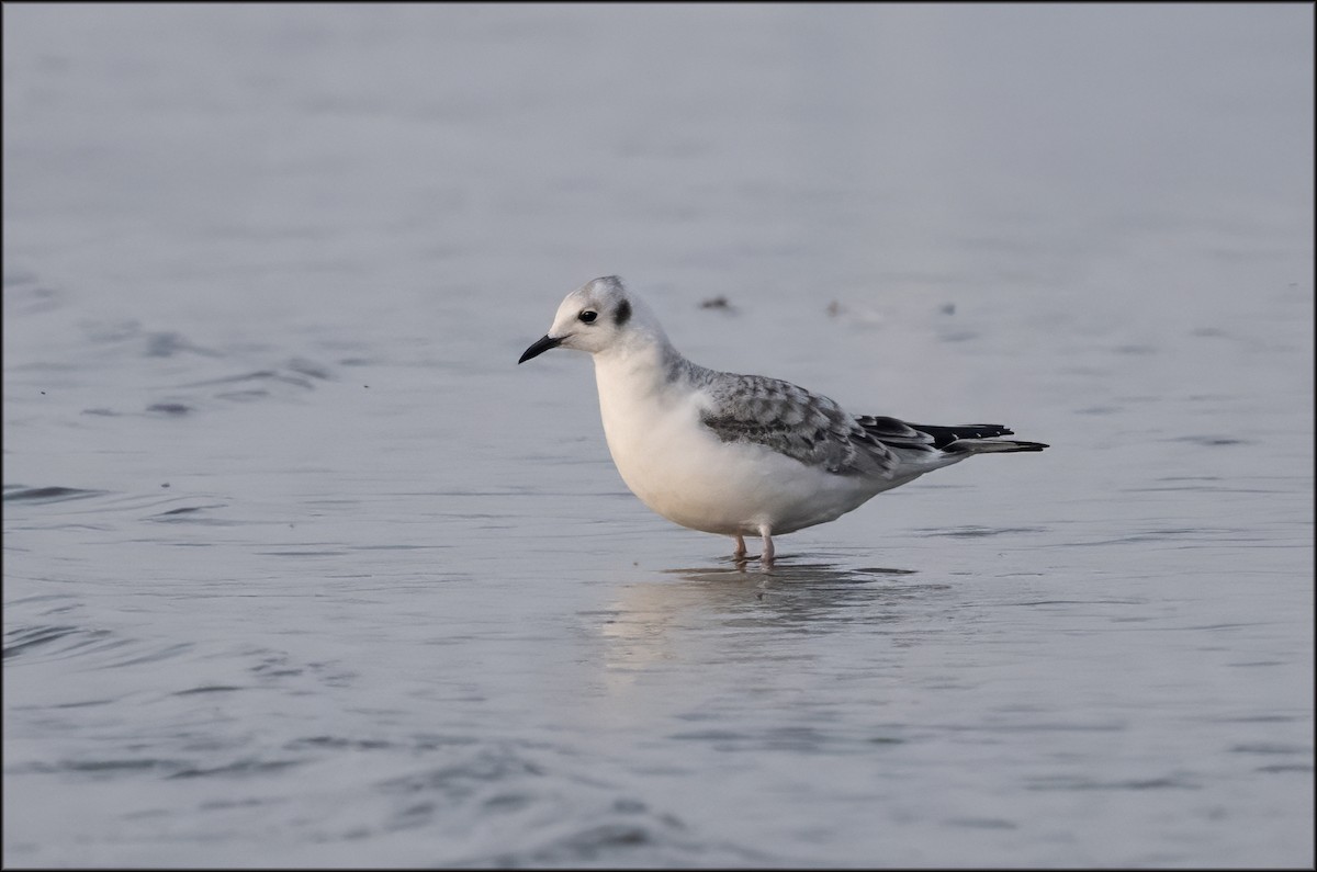 Bonaparte's Gull - ML641585338