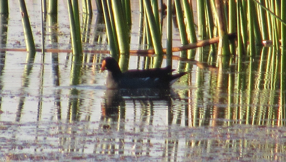 Common Gallinule - ML641585339