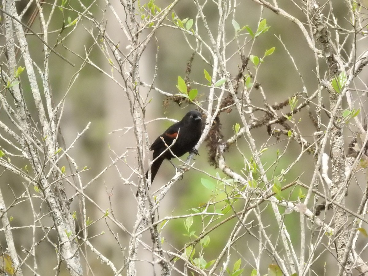 plettrupial - ML641585351