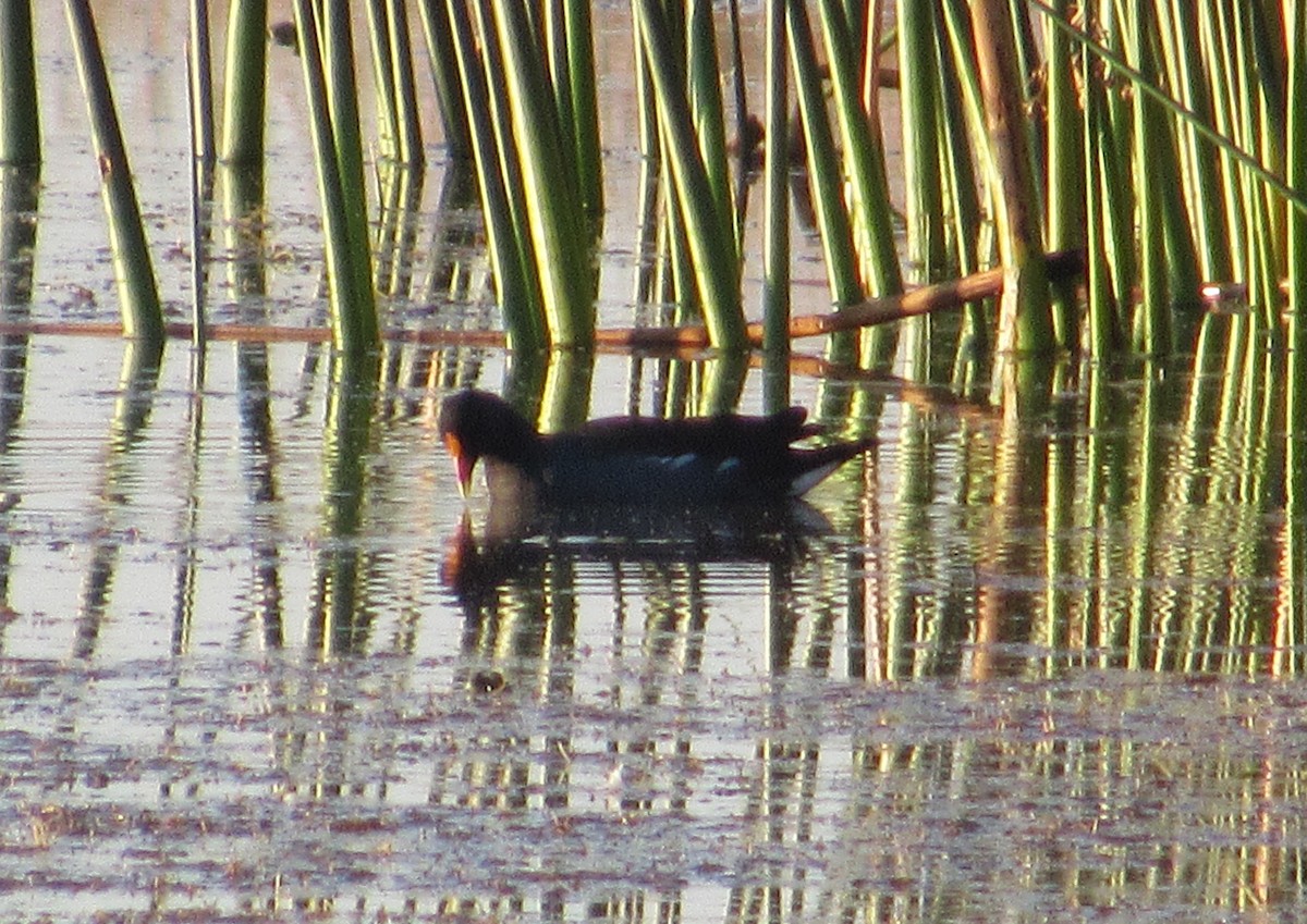 Common Gallinule - ML641585360