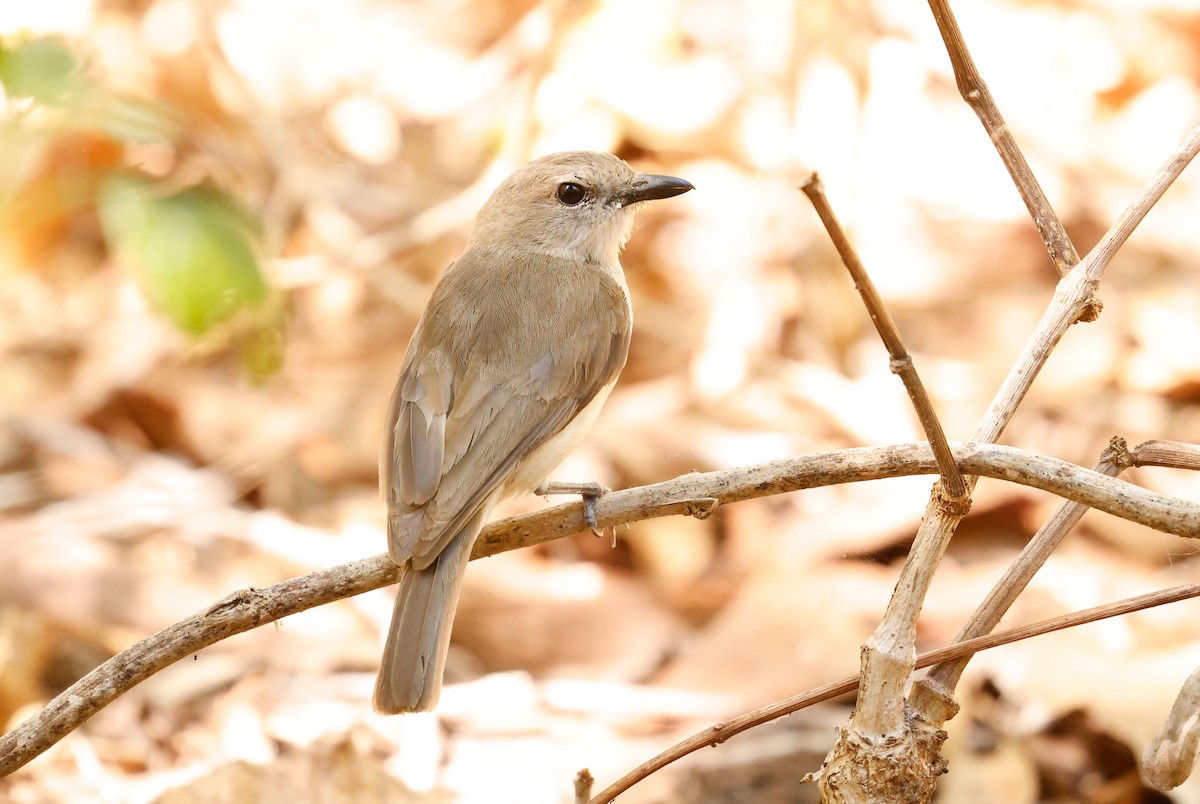 Gray Whistler - ML641585363
