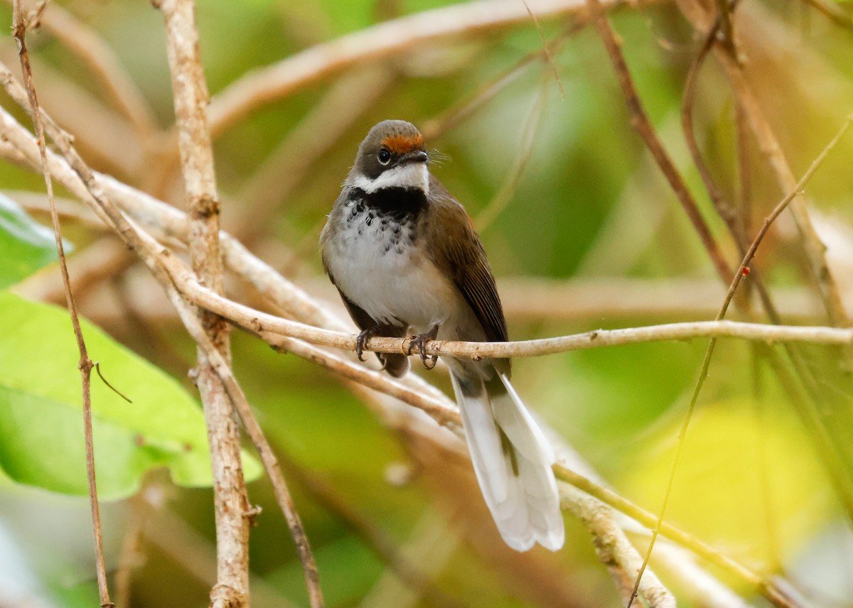 Arafura Fantail - ML641585370