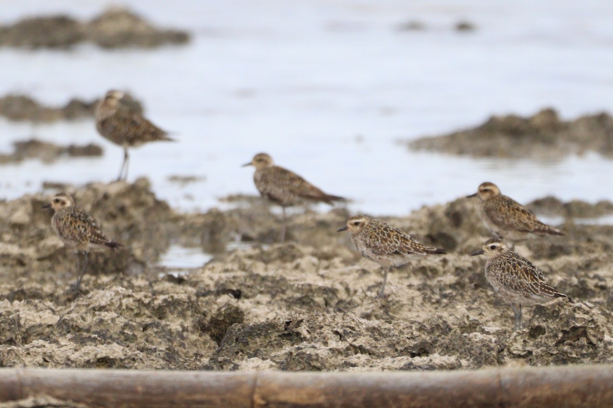Pacific Golden-Plover - ML641585371