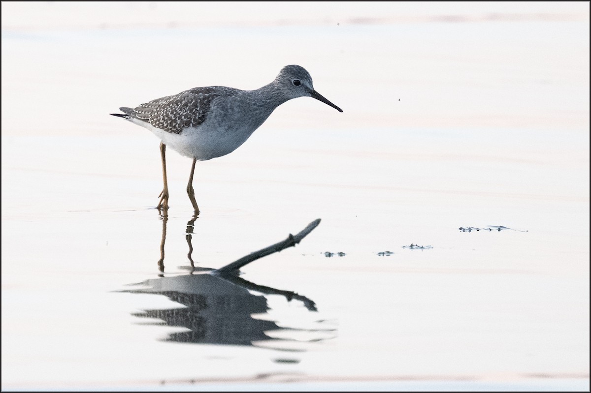 Lesser Yellowlegs - ML641585372