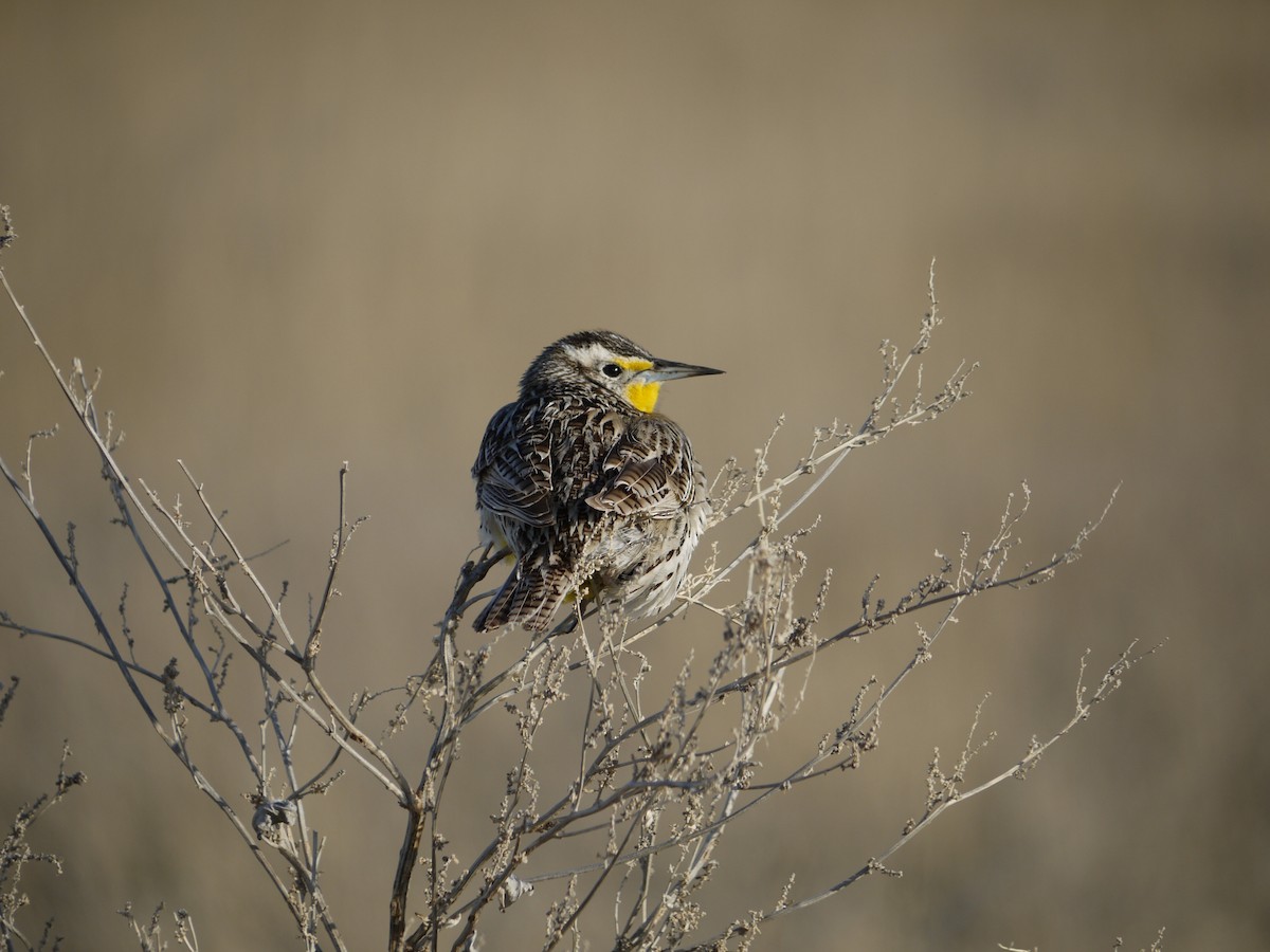 Western Meadowlark - ML641585374