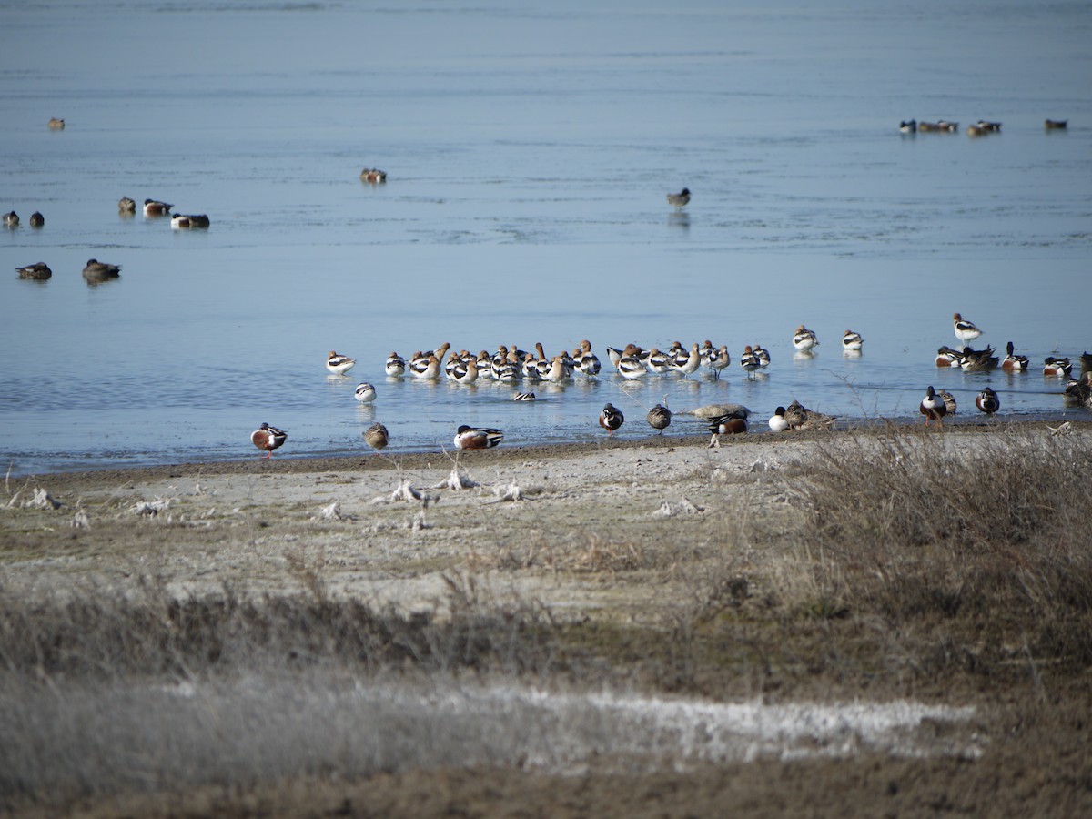 American Avocet - ML641585375
