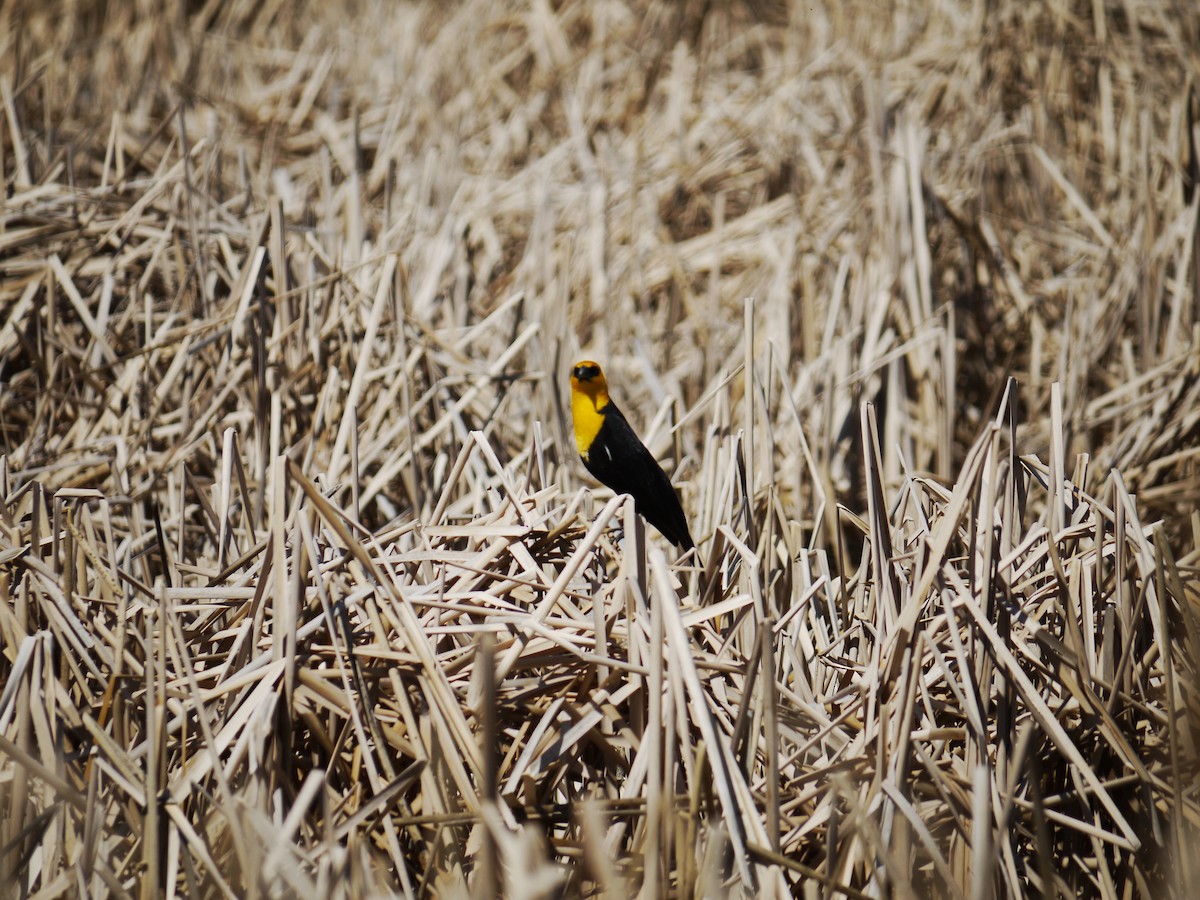 Yellow-headed Blackbird - ML641585376
