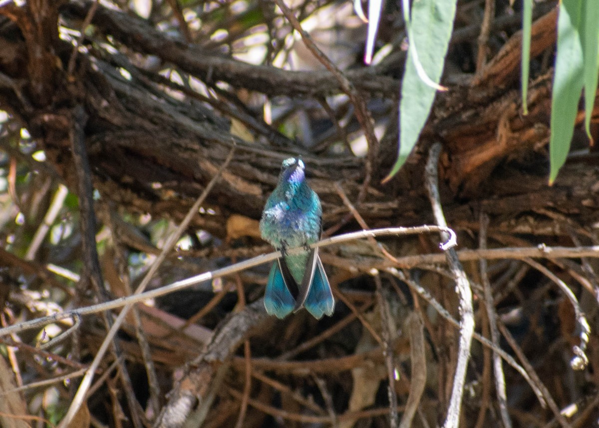 Sparkling Violetear - ML641585402
