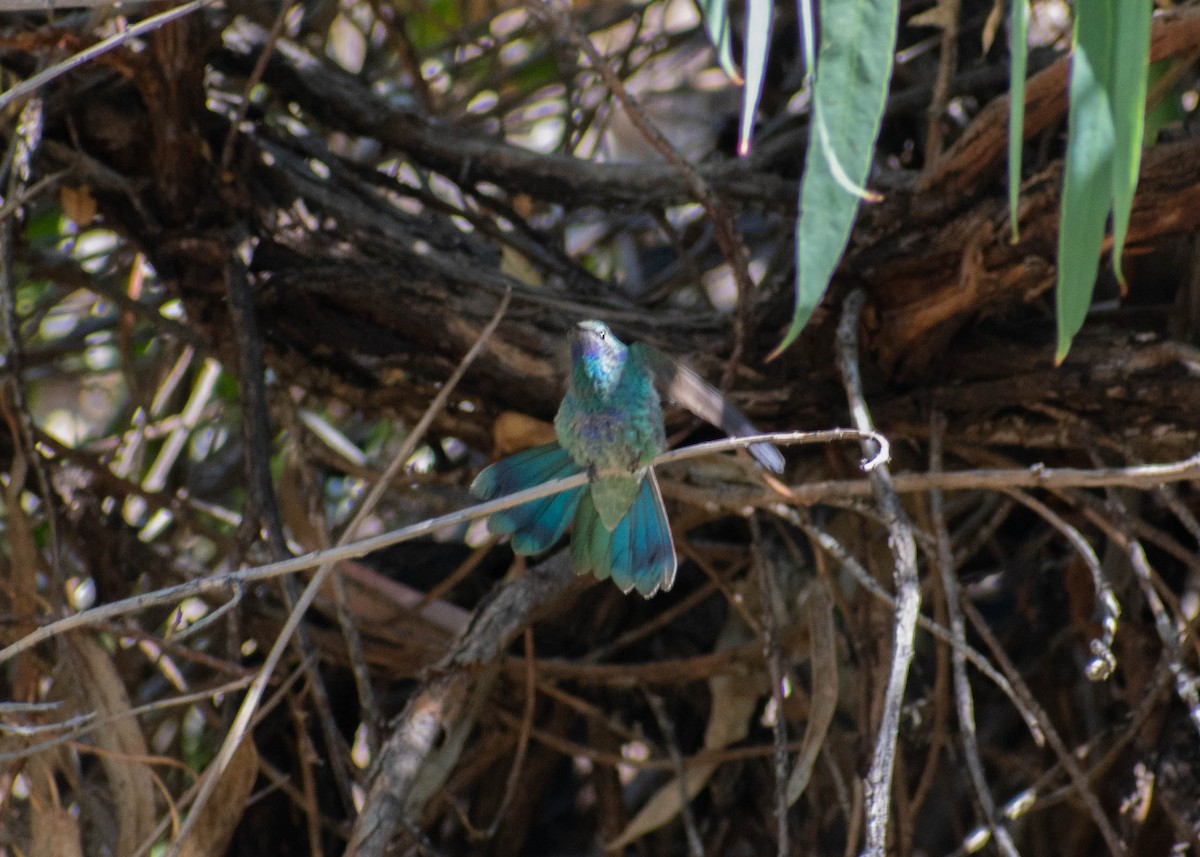 Sparkling Violetear - ML641585405