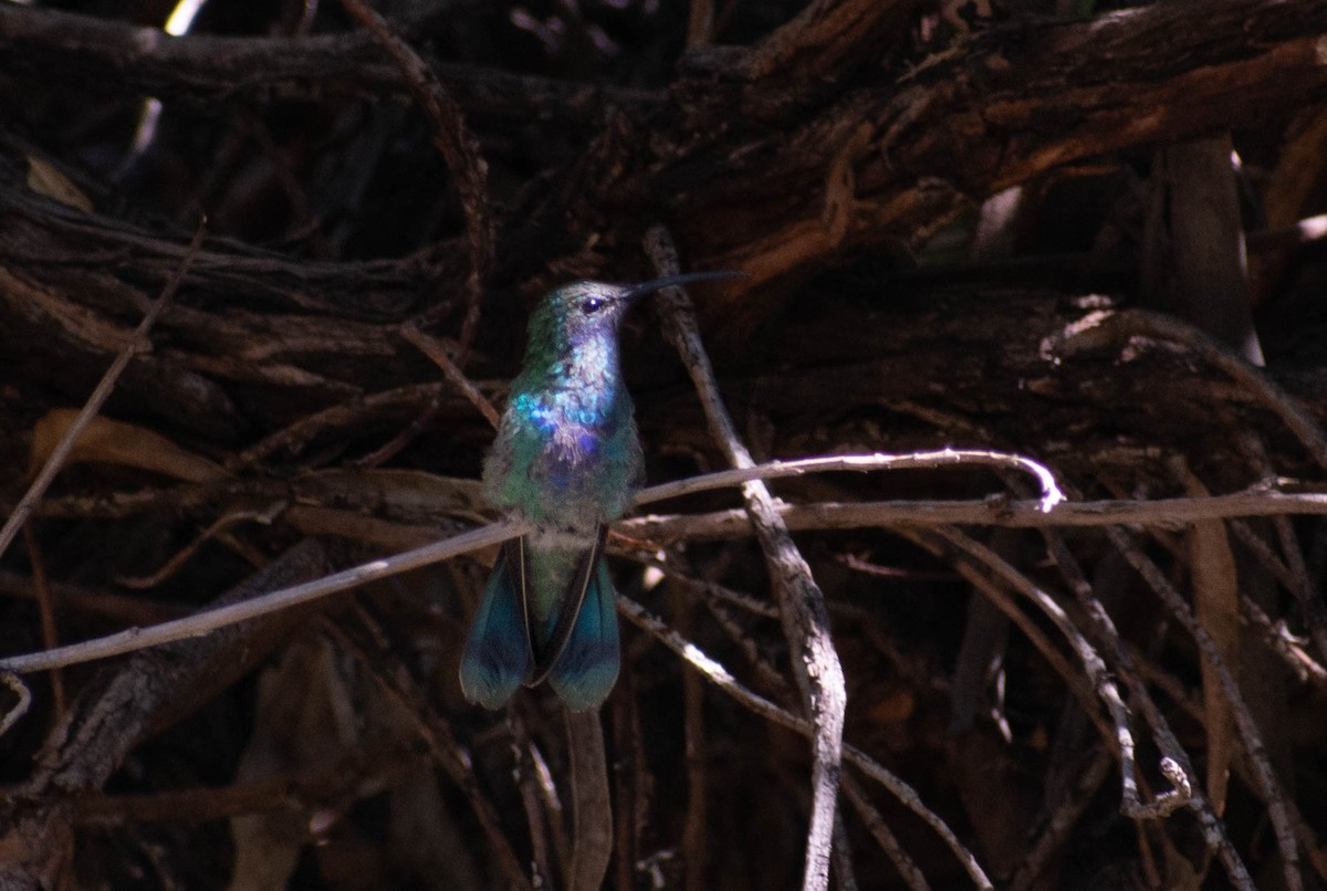 Sparkling Violetear - ML641585407