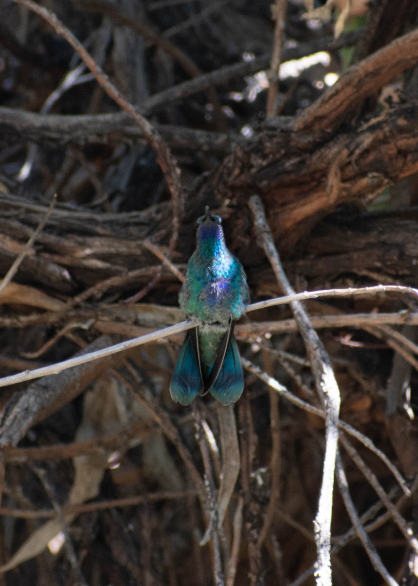 Sparkling Violetear - ML641585408