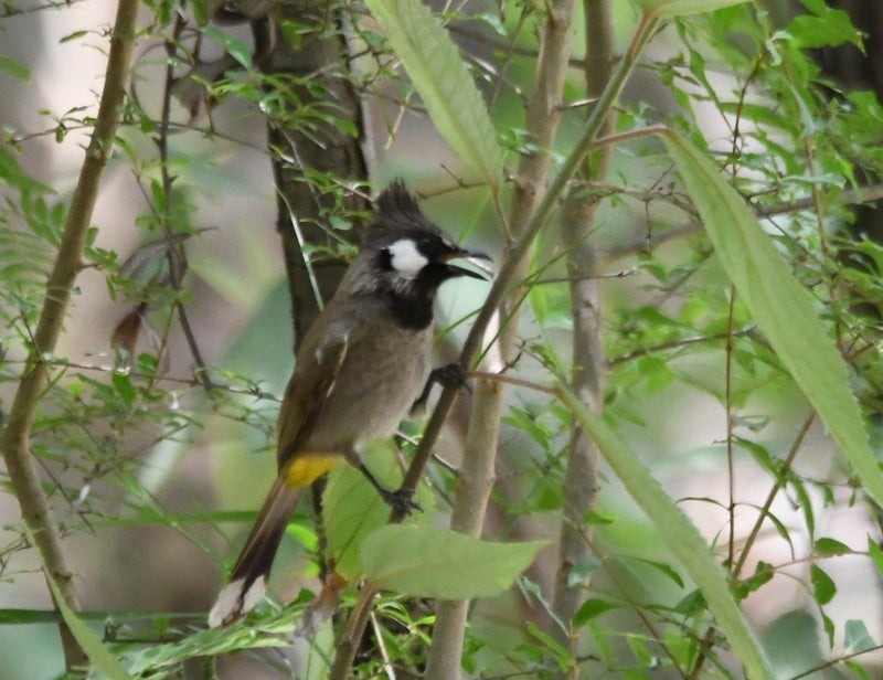 Himalayan Bulbul - ML641585453
