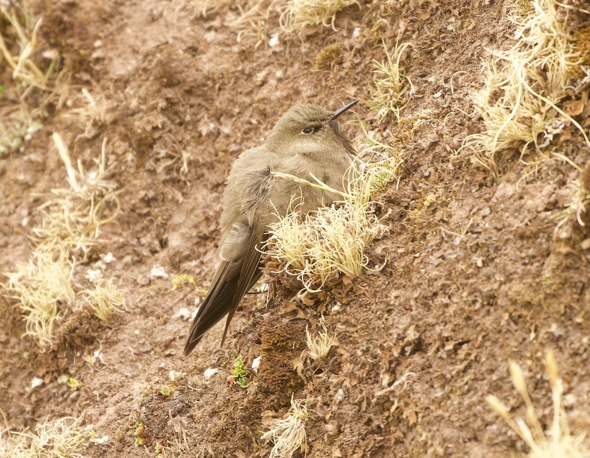 olivennålkolibri - ML641585522