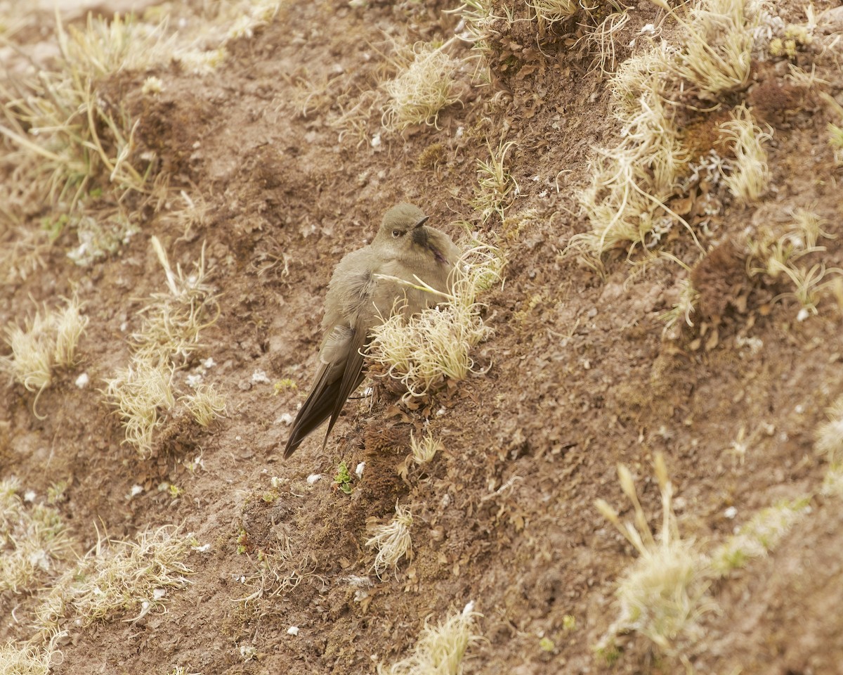 olivennålkolibri - ML641585523