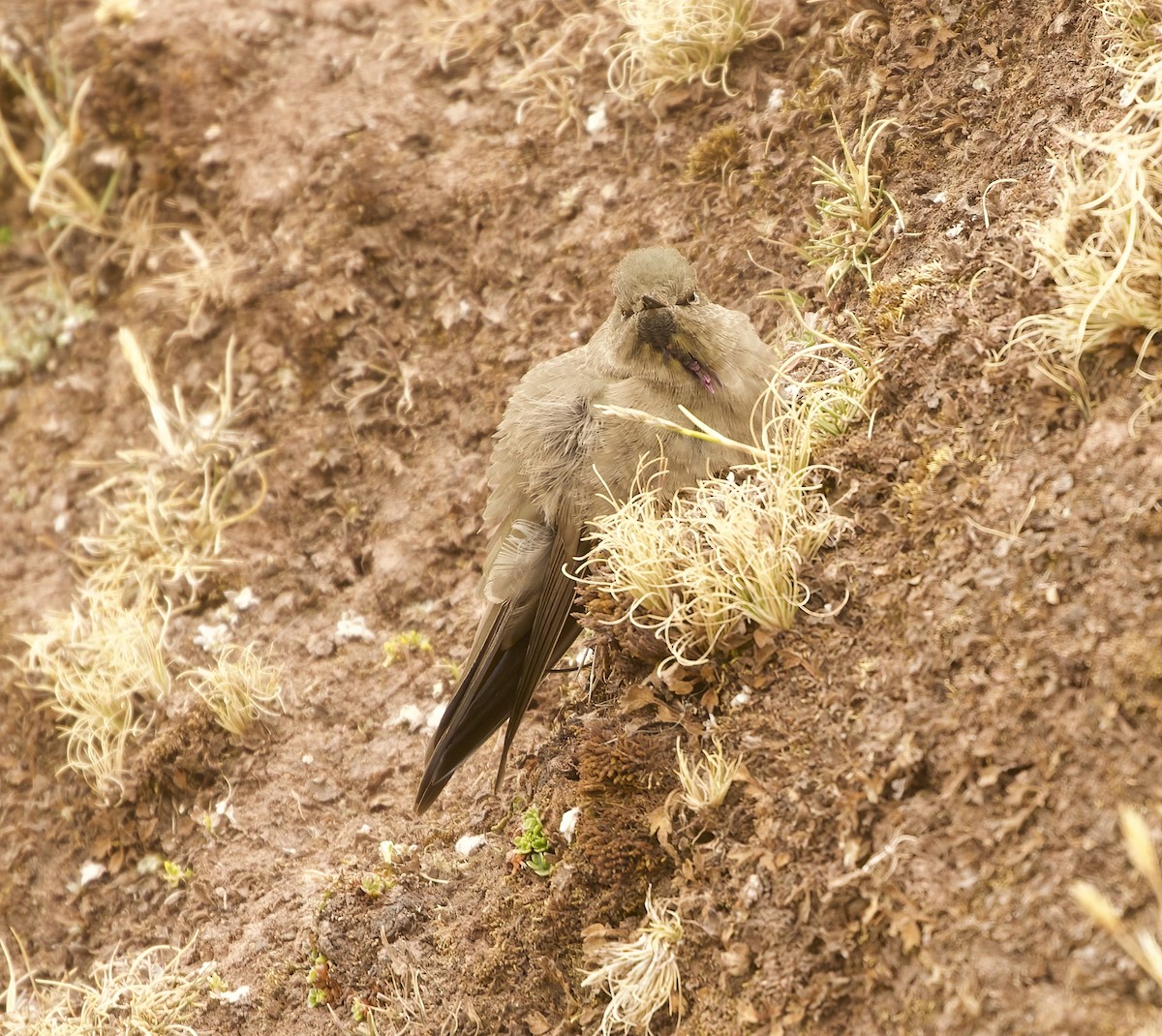 olivennålkolibri - ML641585524