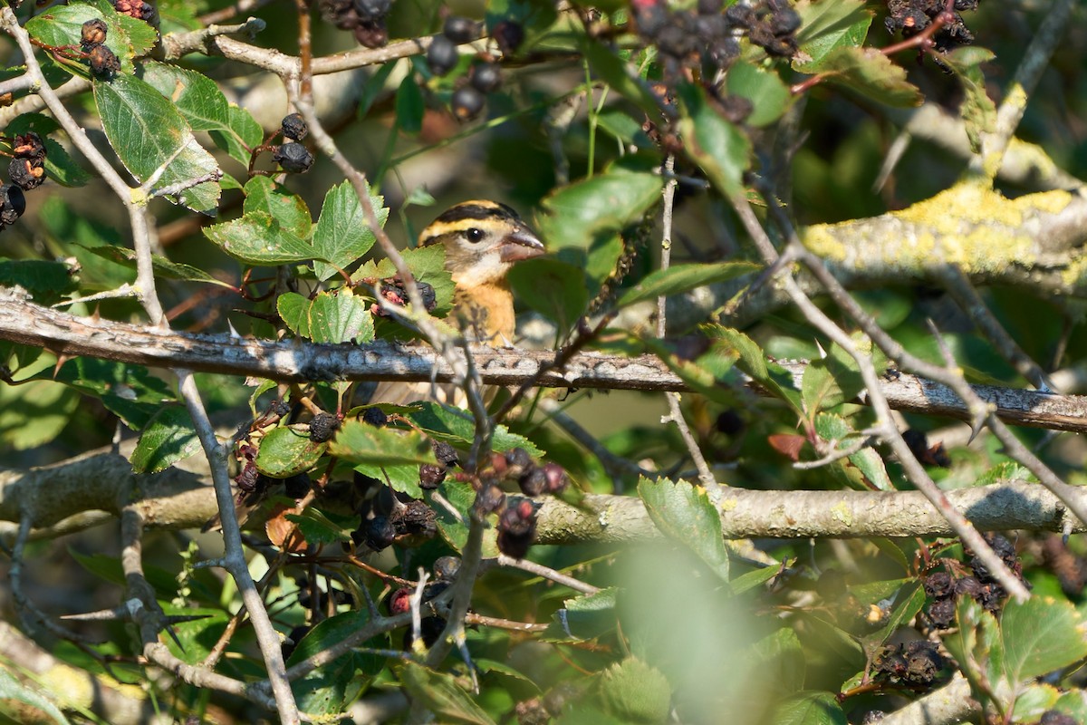 Black-headed Grosbeak - ML641585536
