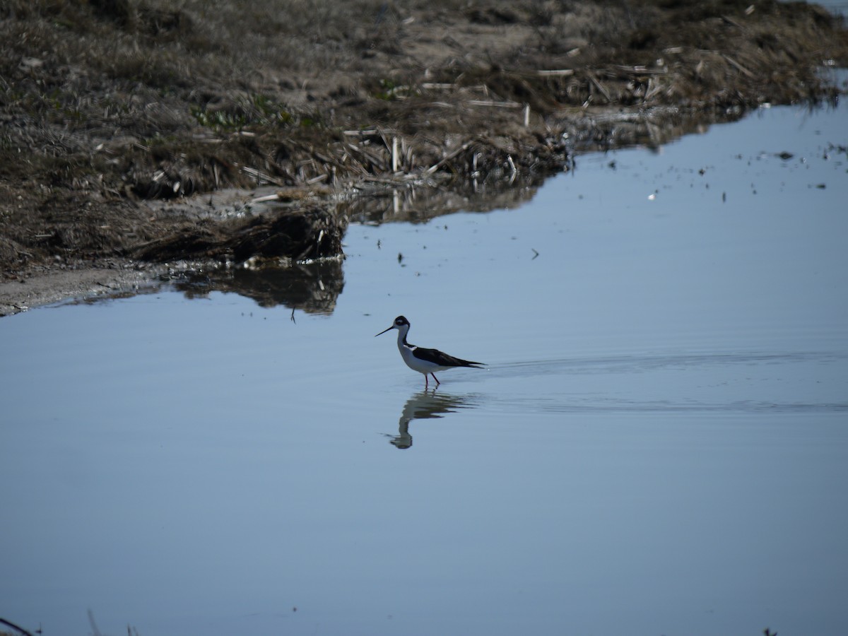 Black-necked Stilt - ML641585550