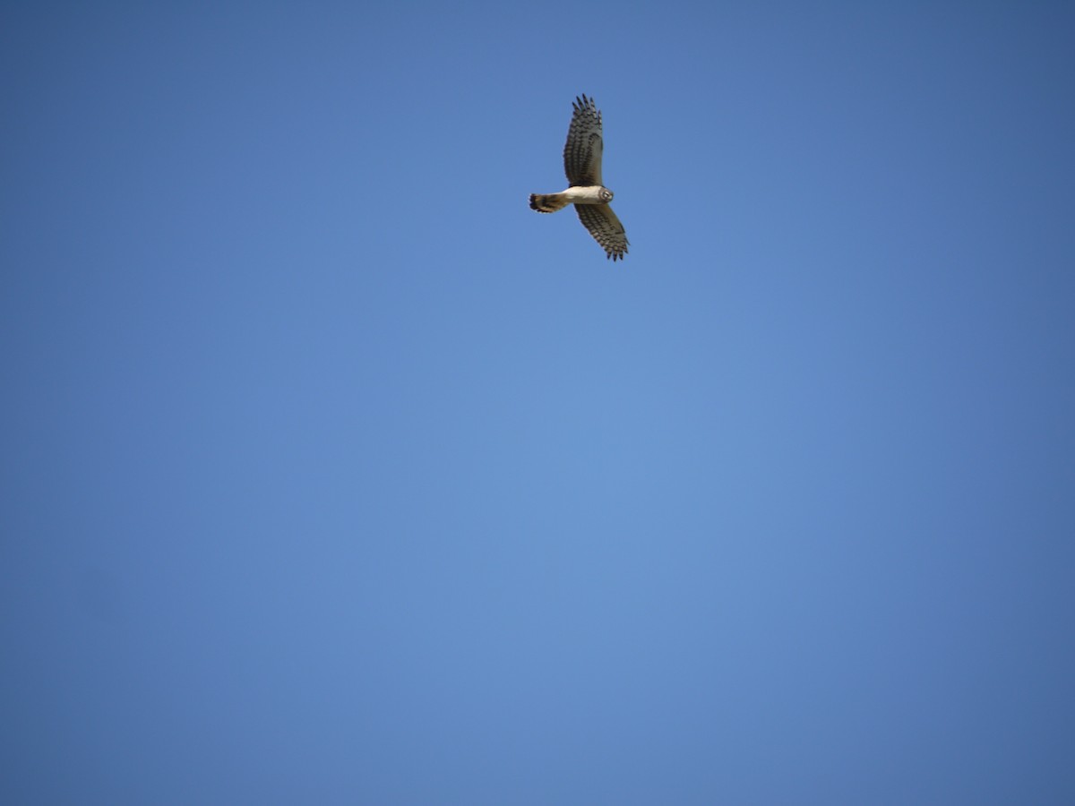 Northern Harrier - ML641585551
