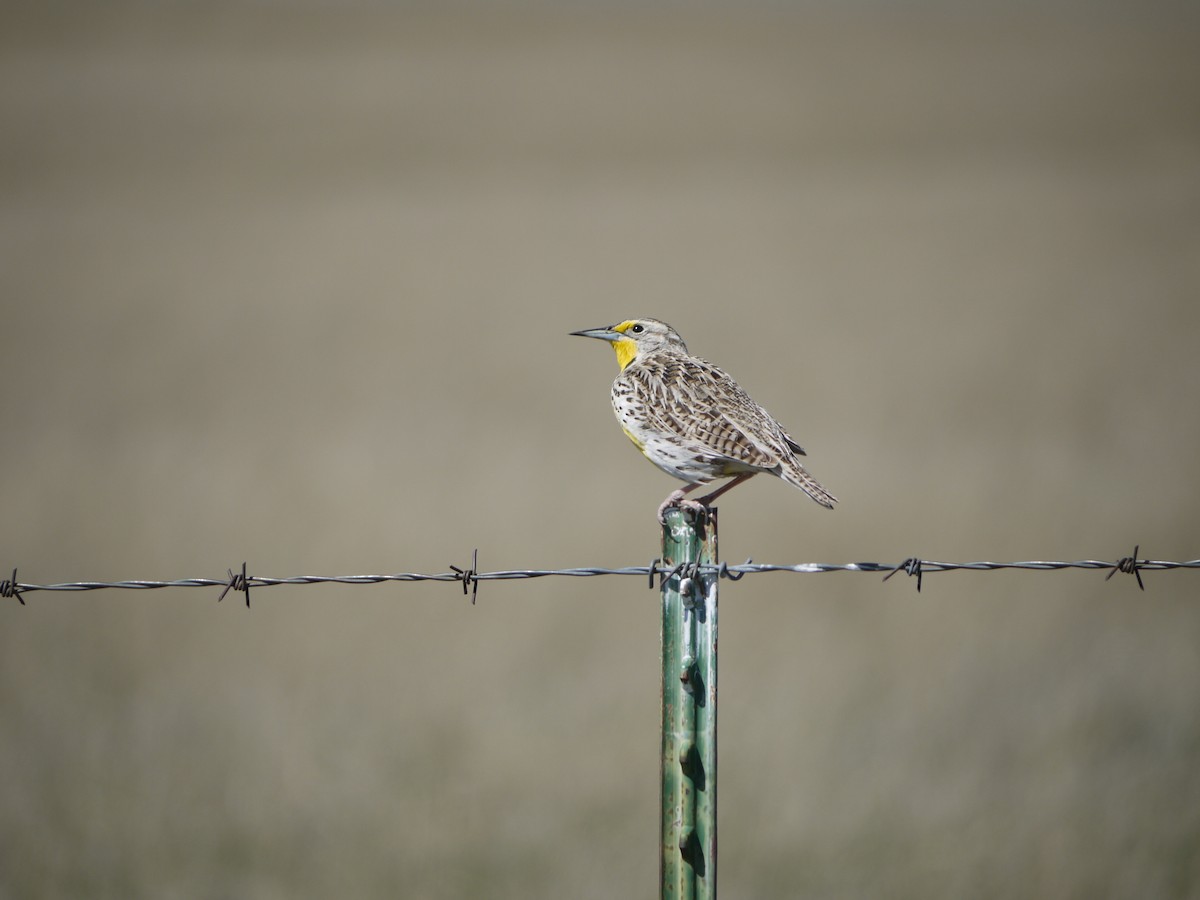 Western Meadowlark - ML641585552