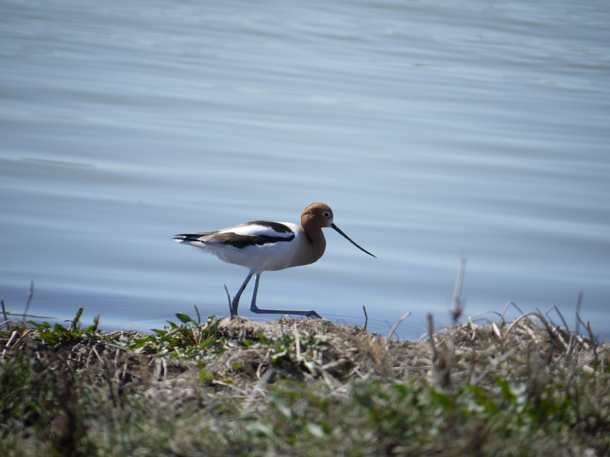 American Avocet - ML641585557