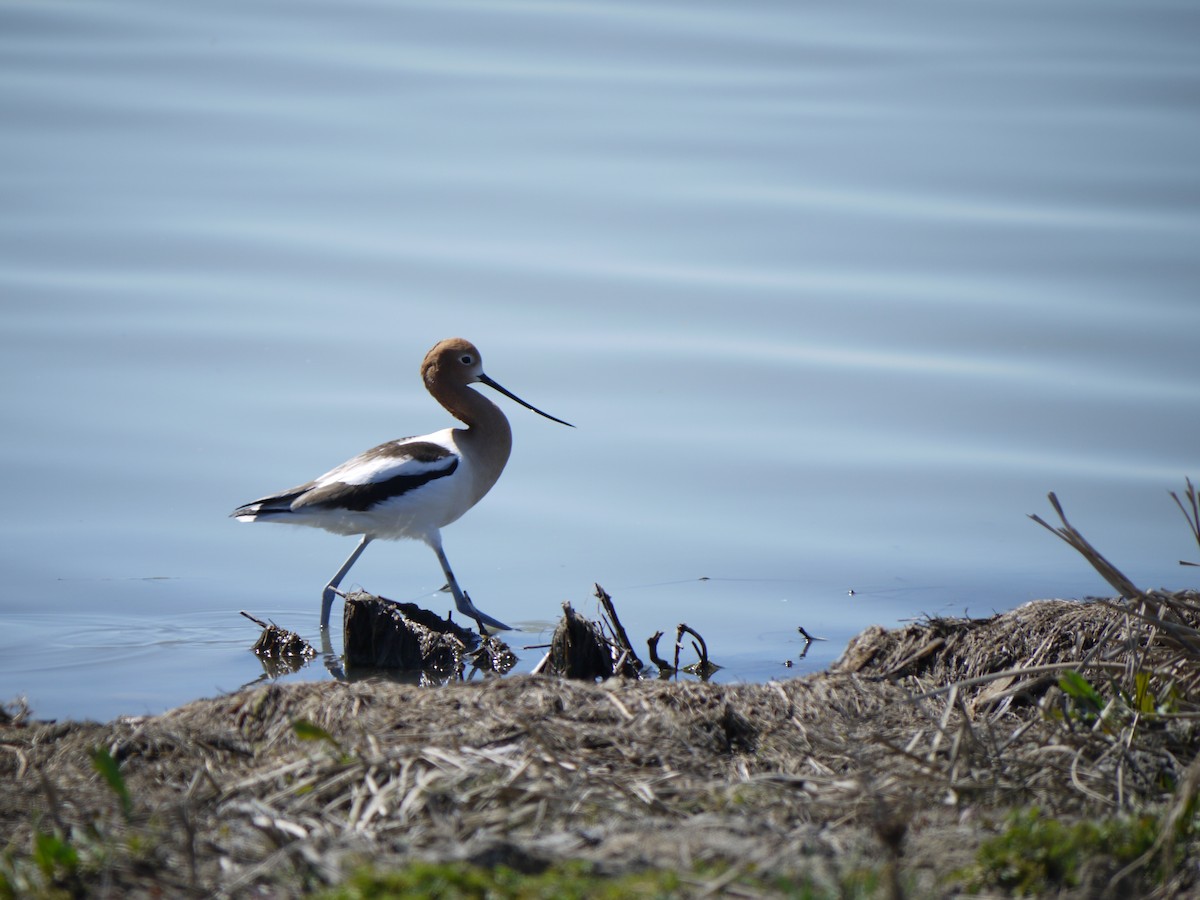 American Avocet - ML641585558