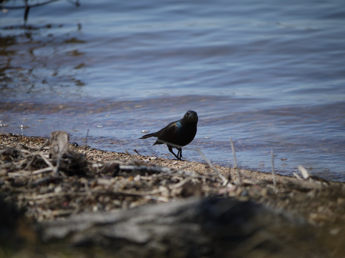 Common Grackle - ML641585559
