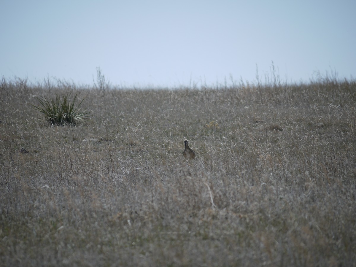 Long-billed Curlew - ML641585560