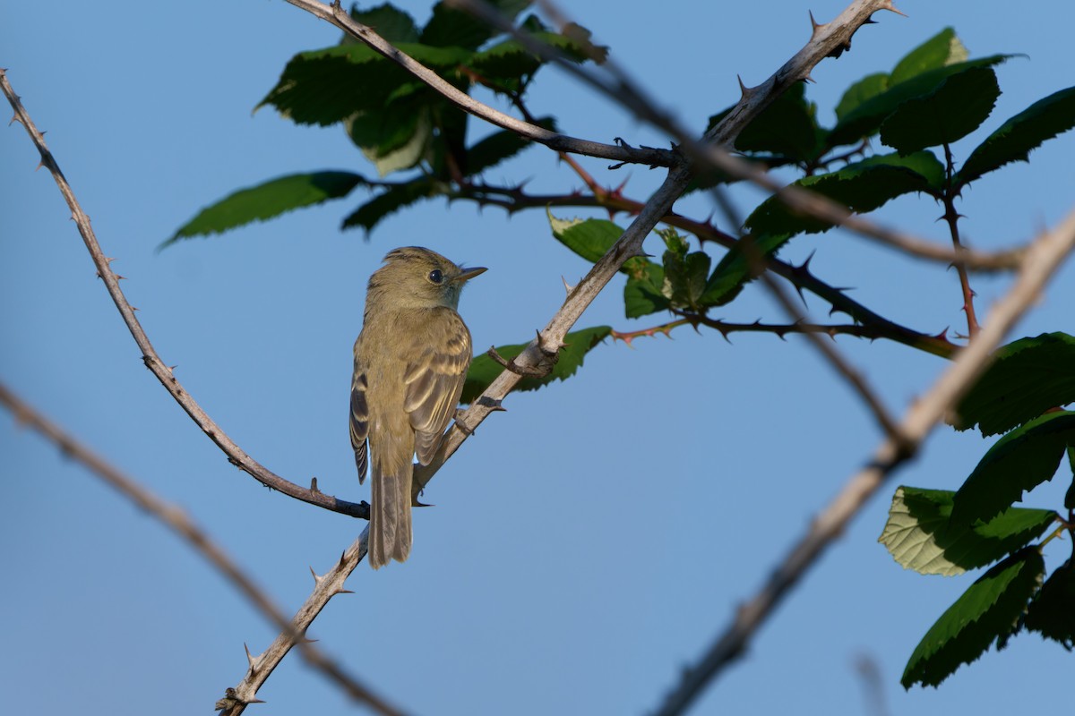 Willow Flycatcher - ML641585562