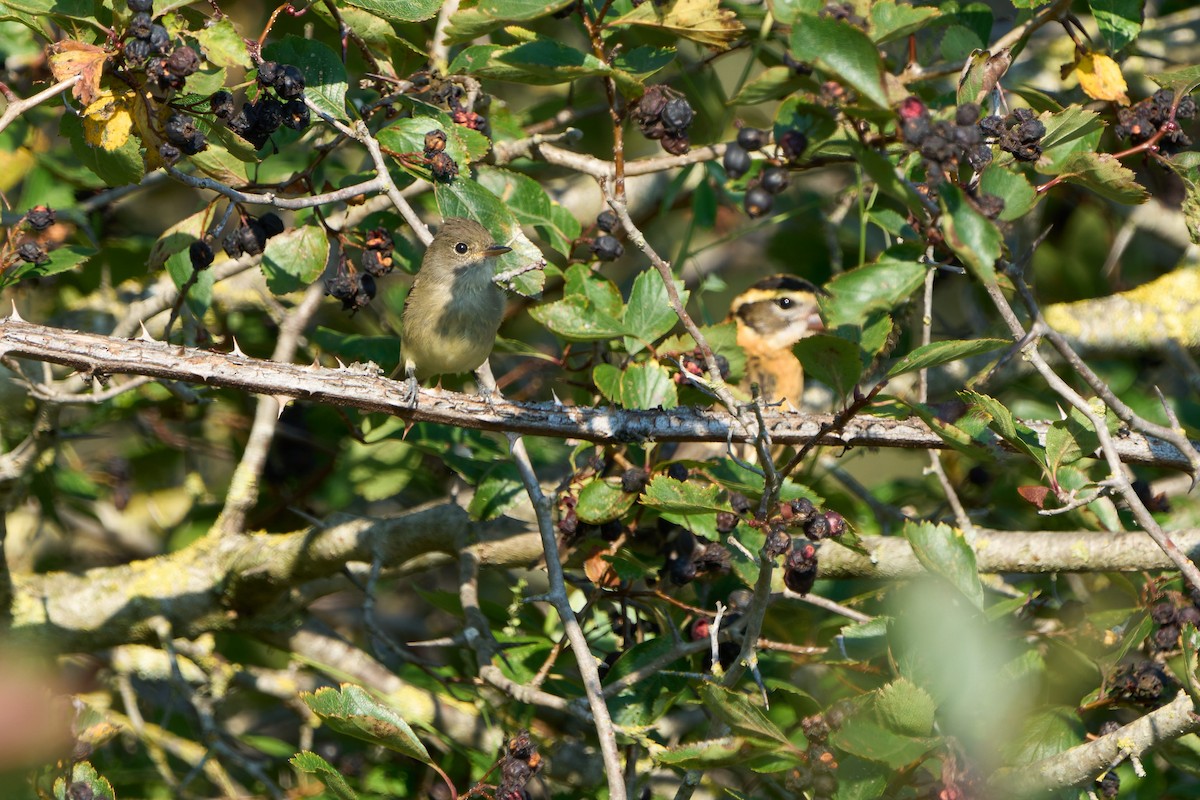 Willow Flycatcher - ML641585567