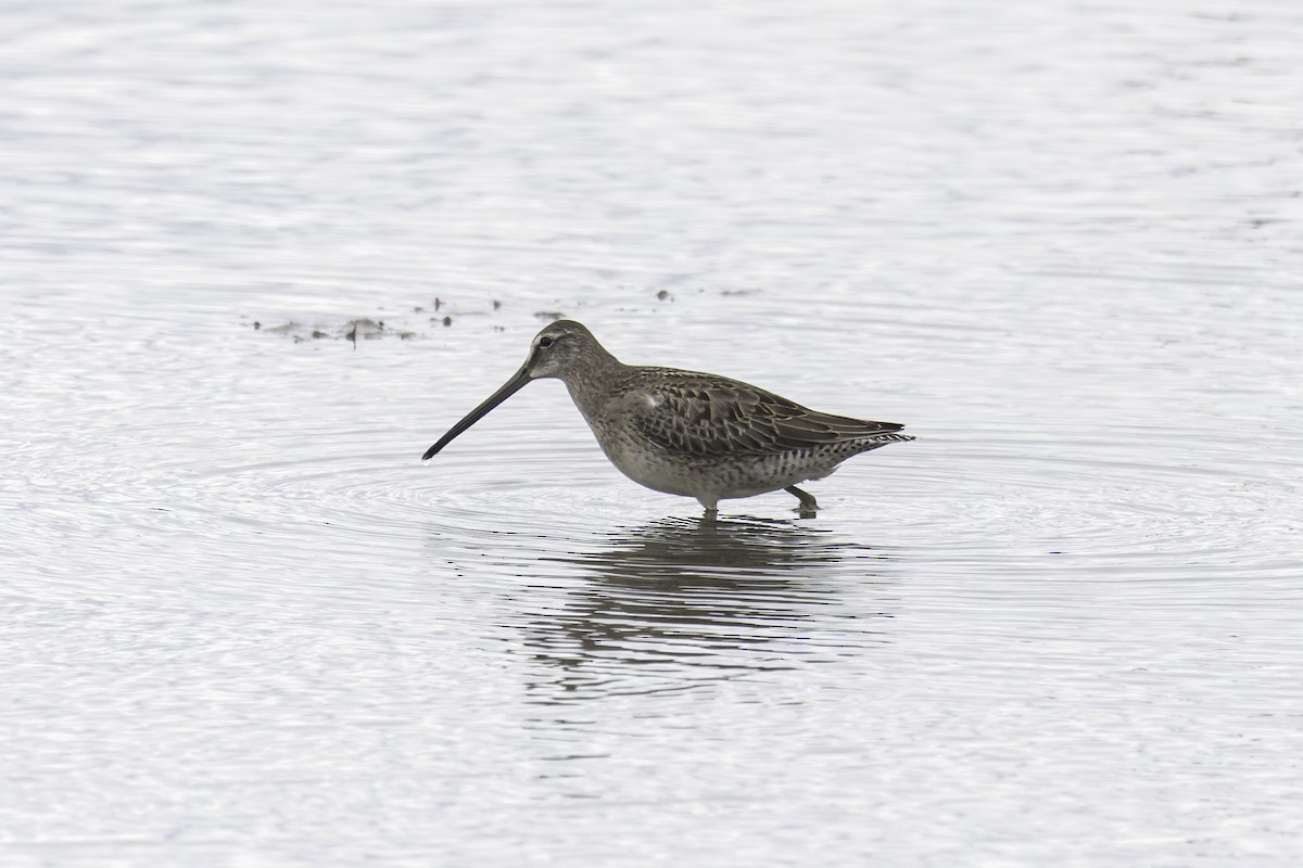 Long-billed Dowitcher - ML641585613