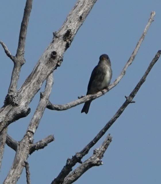Olive-sided Flycatcher - ML641585618