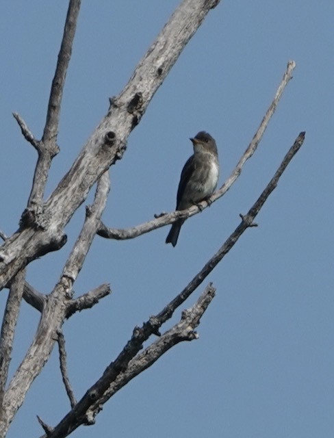 Olive-sided Flycatcher - ML641585619