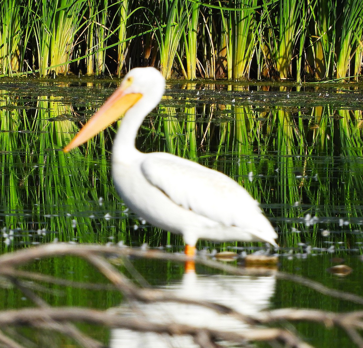 American White Pelican - ML641585655