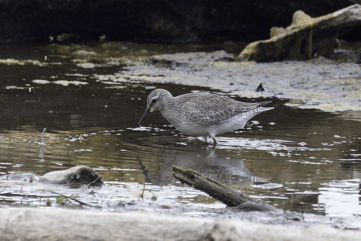 Red Knot - ML641585656
