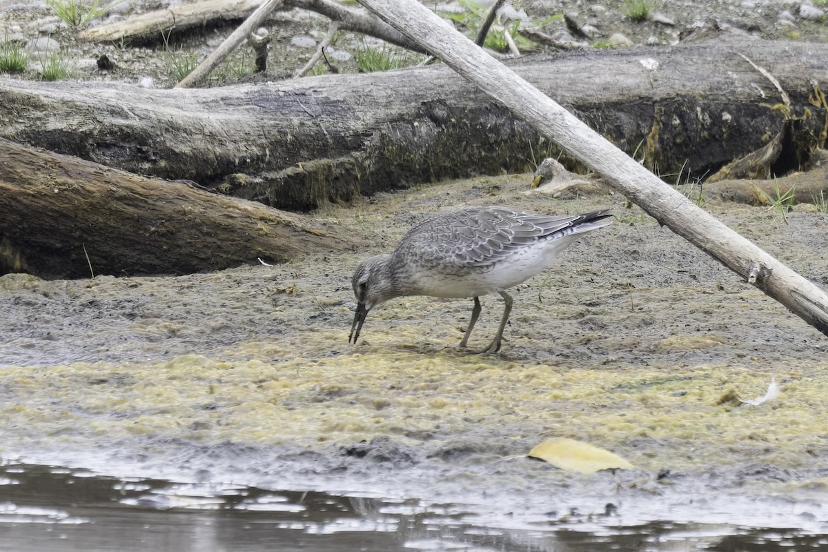 Red Knot - ML641585657