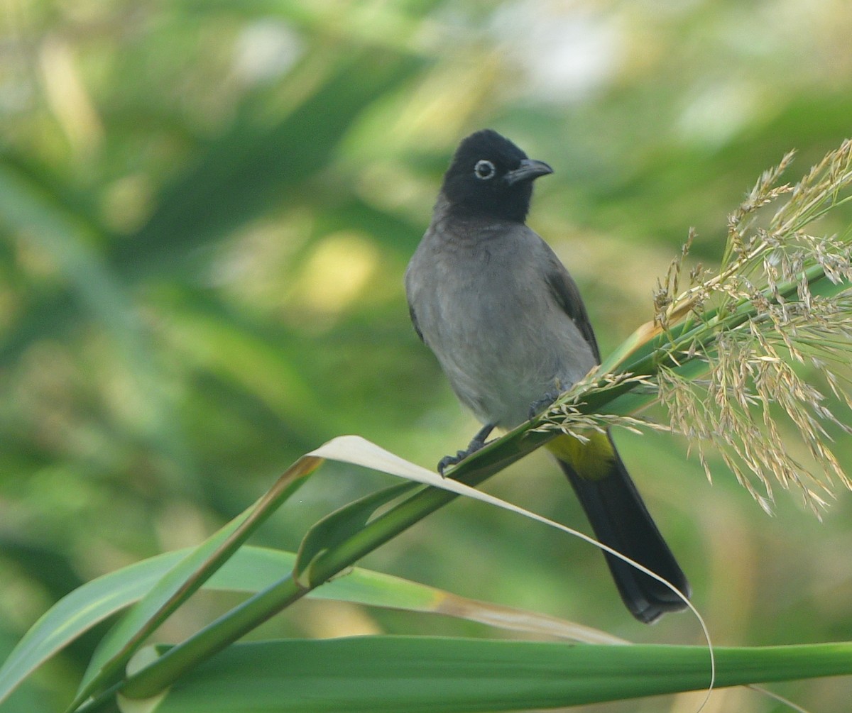 White-spectacled Bulbul - ML641585658