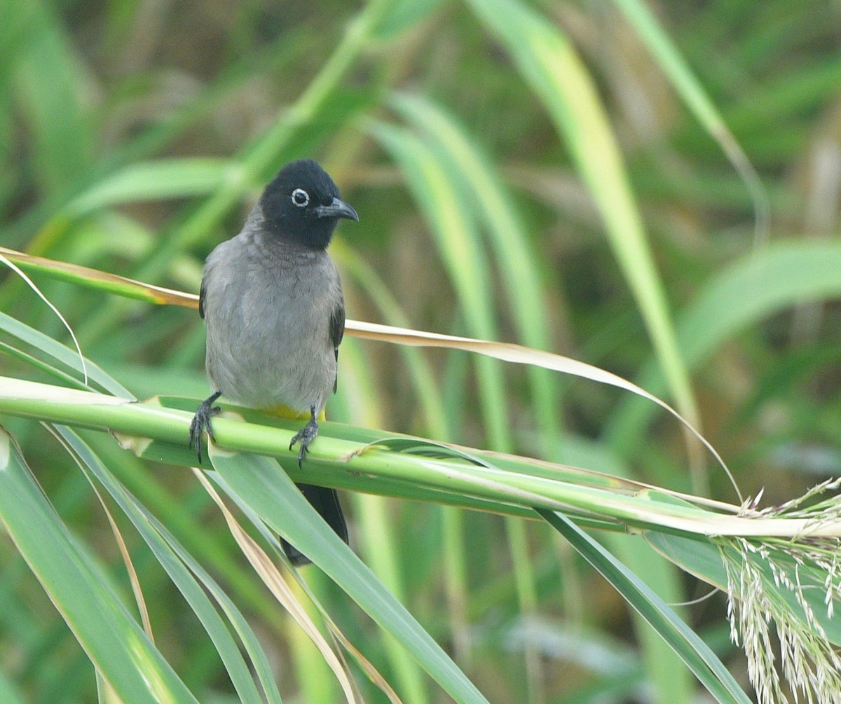 White-spectacled Bulbul - ML641585659
