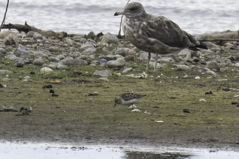 Red-necked Stint - ML641585683