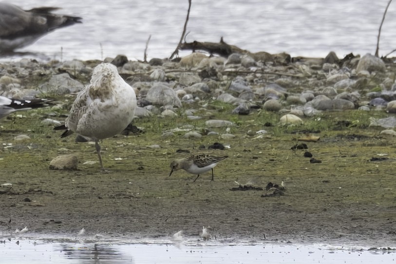 Red-necked Stint - ML641585684