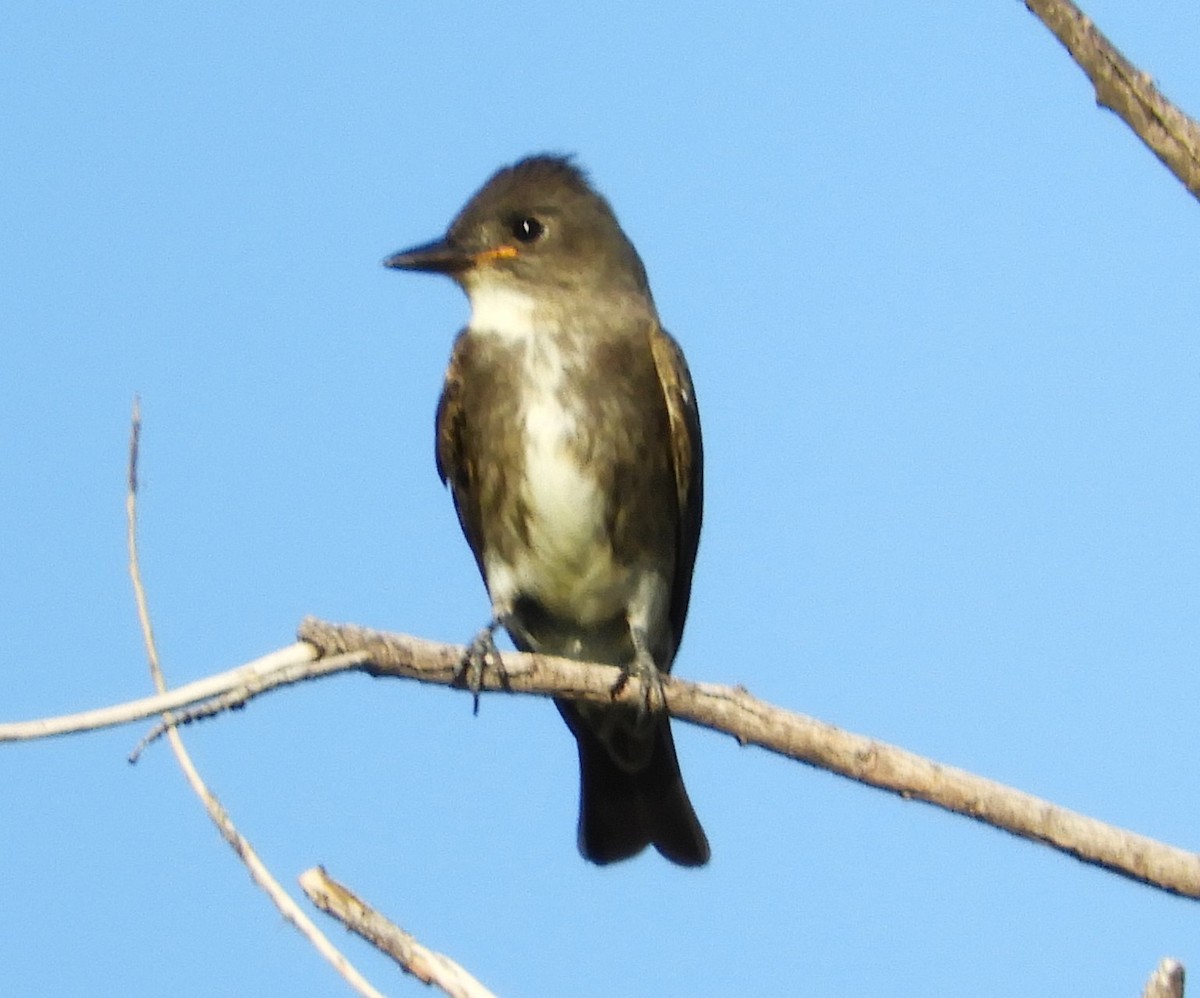 Olive-sided Flycatcher - ML641585695