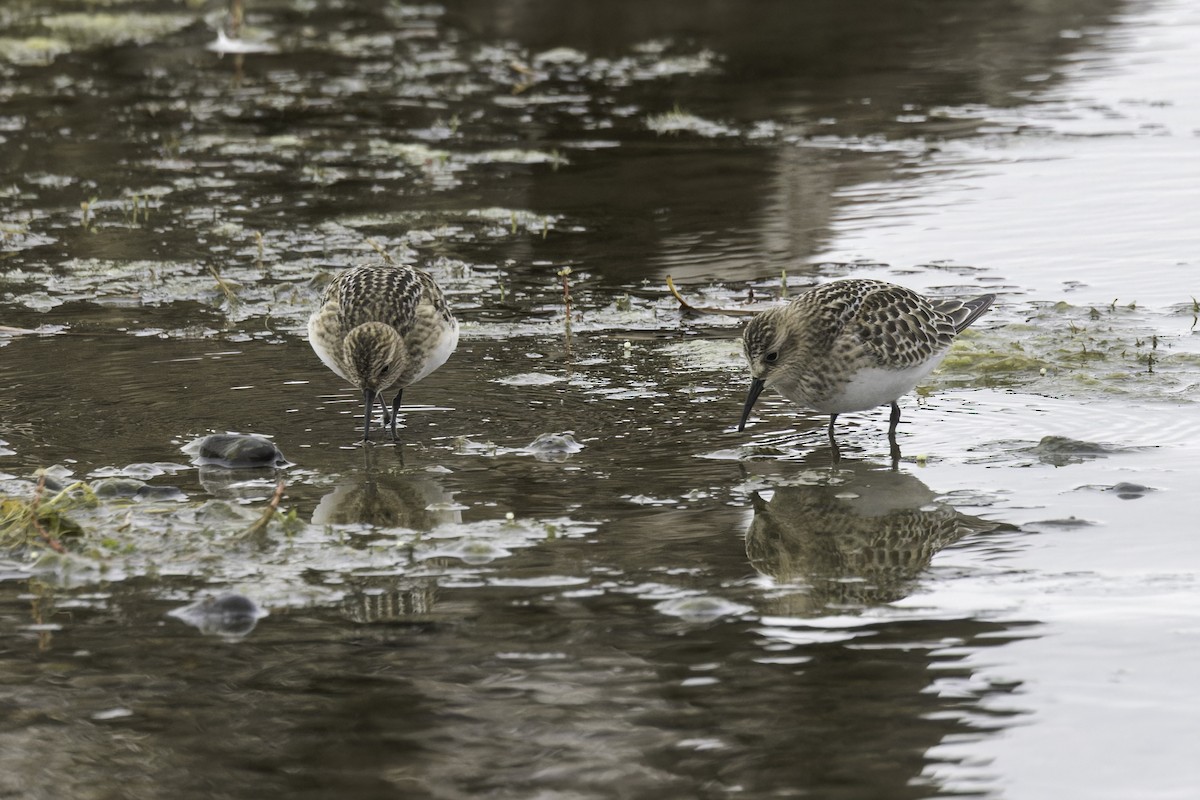 Baird's Sandpiper - ML641585705