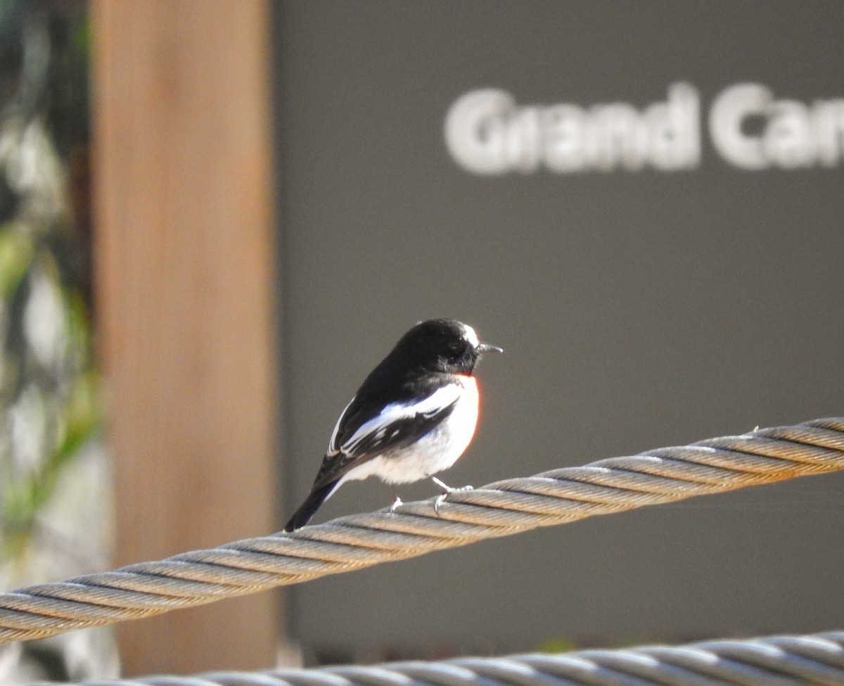 Scarlet Robin - ML641585717