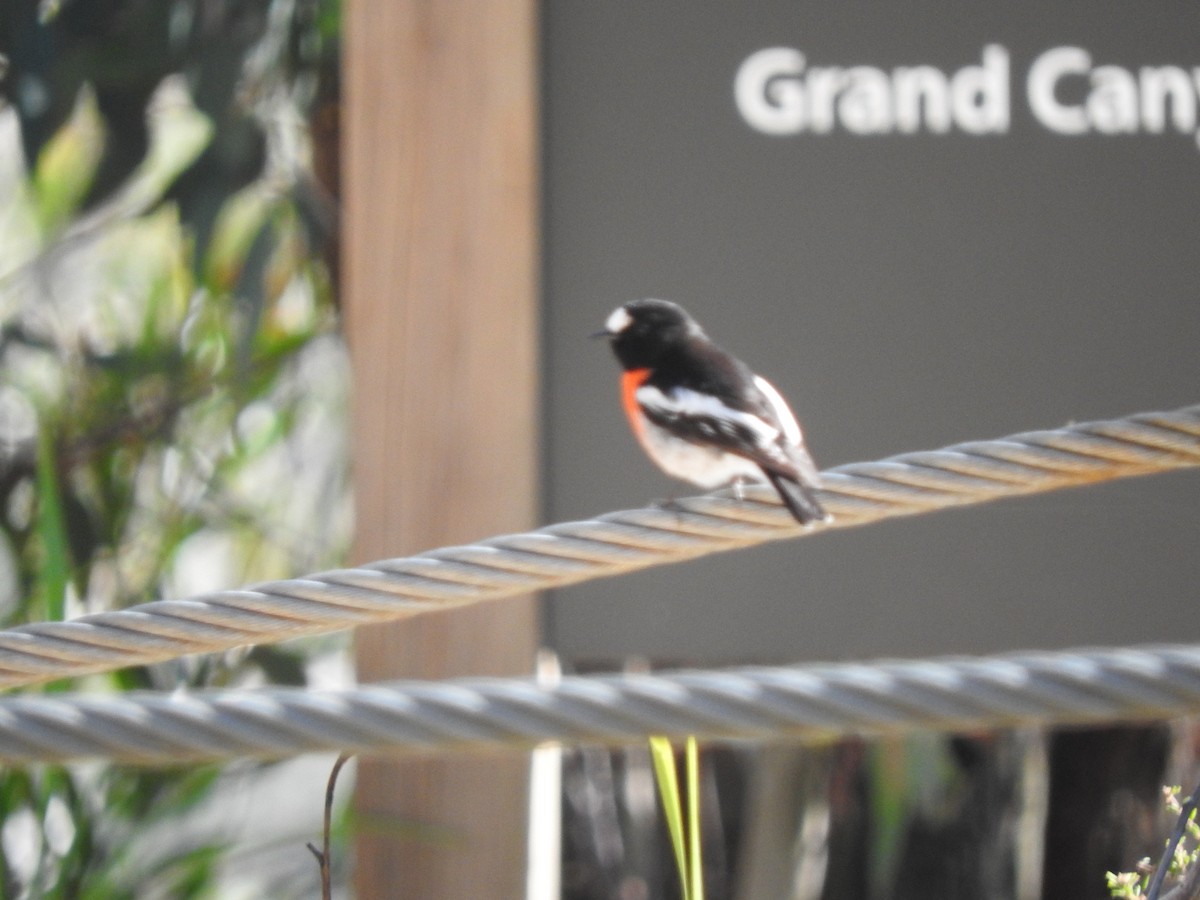 Scarlet Robin - ML641585718